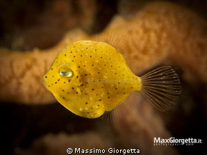 Yellow filefish by Massimo Giorgetta 